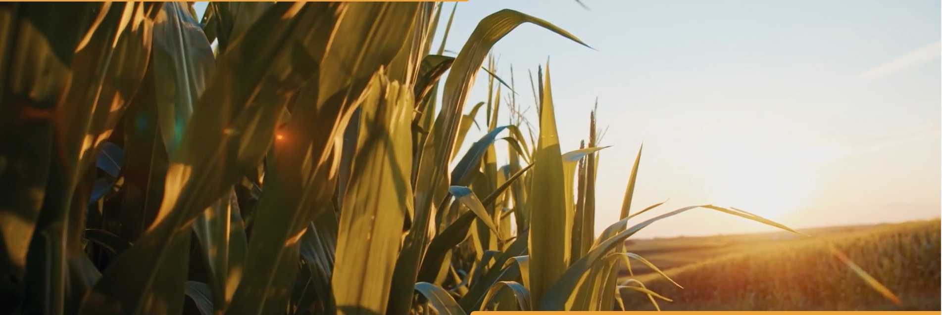 Milho_Plantação.png
